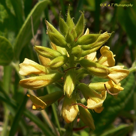 {Rhynchosia tomentosa}